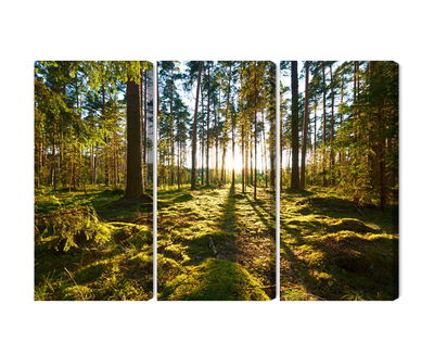 Ljuddämpande tavla - Forest landscape with sunset