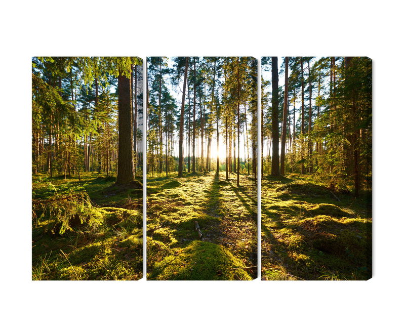 Ljuddämpande tavla - Forest landscape with sunset