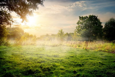 Ljuddämpande tavla - A forest clearing