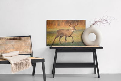 Ljuddämpande tavla - White-tailed deer