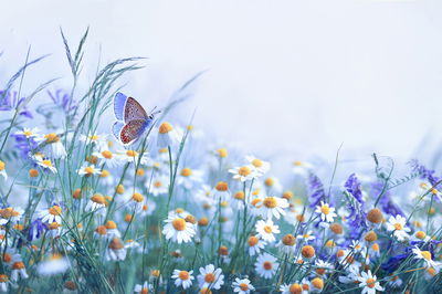 Ljuddämpande tavla - Butterfly and wildflowers
