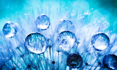 Ljuddämpande tavla - Dew drops on dandelion seeds