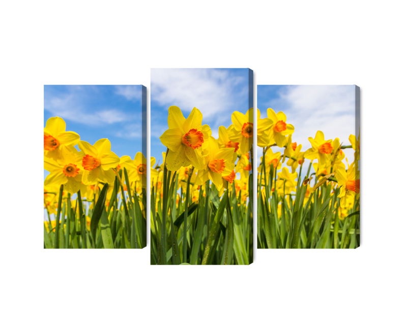 Ljuddämpande tavla - Daffodil field 3d