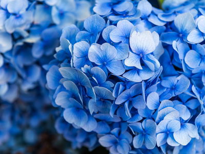 Ljuddämpande tavla - Blue hydrangea flowers close