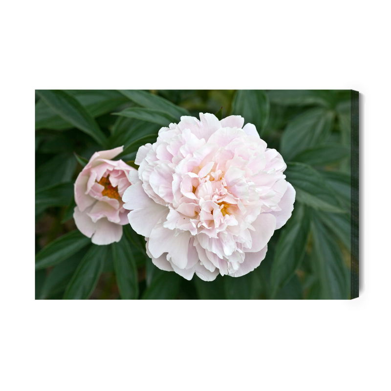 Ljuddämpande tavla - Bright peony