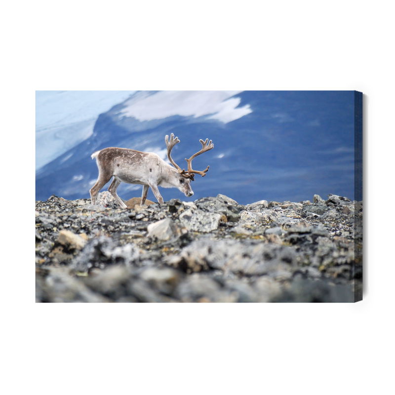 Ljuddämpande tavla - Reindeer on the background