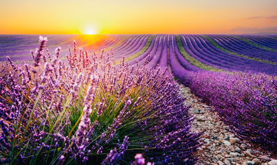 Ljuddämpande tavla - Lavender field at sunset 3d