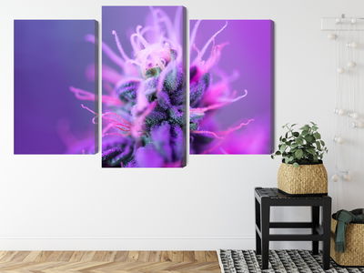 Ljuddämpande tavla - Macro plant on a pink-purple