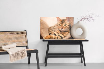 Ljuddämpande tavla - Bengal cat