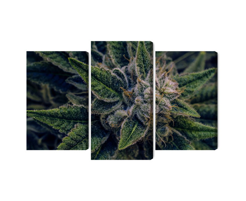Ljuddämpande tavla - Cannabis plant close up