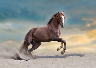 Ljuddämpande tavla - Majestic horse in the desert