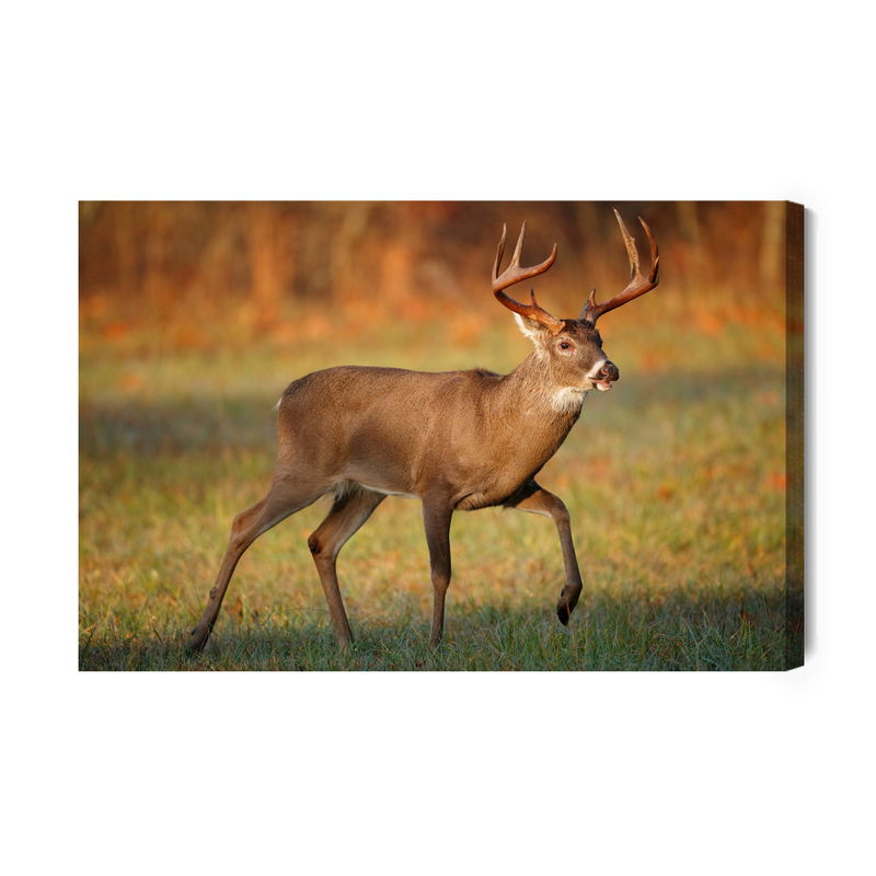 Ljuddämpande tavla - White-tailed deer