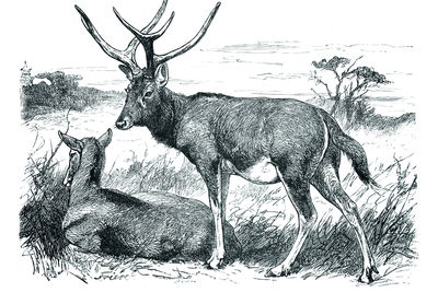 Ljuddämpande tavla - Sketch with deers