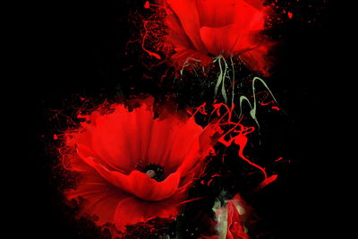 Ljuddämpande tavla - Red poppies on a black