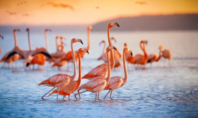 Ljuddämpande tavla - A flock of flamingos