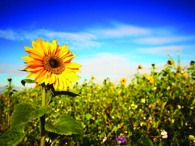 Ljuddämpande tavla - Sunflowers against the blue