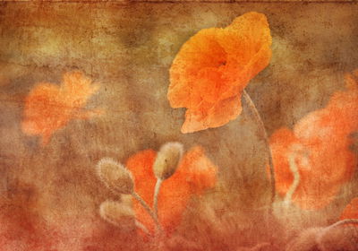 Ljuddämpande tavla - Poppies in vintage style