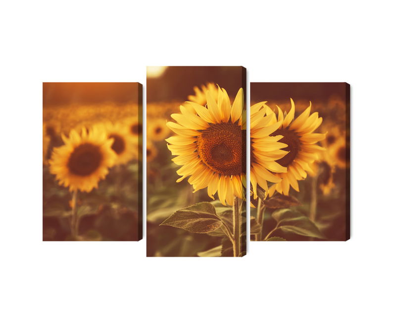 Ljuddämpande tavla - A field of sunflowers