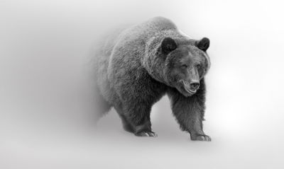 Ljuddämpande tavla - Bear in the fog 3d