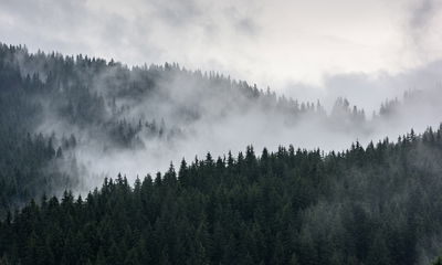 Ljuddämpande tavla - Misty 3d forest landscape