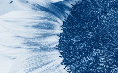 Ljuddämpande tavla - Blue sunflower on a macro