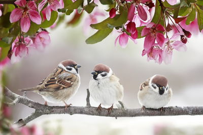 Ljuddämpande tavla - Sparrows among flowers