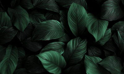 Ljuddämpande tavla - Green leaves on a macro scale