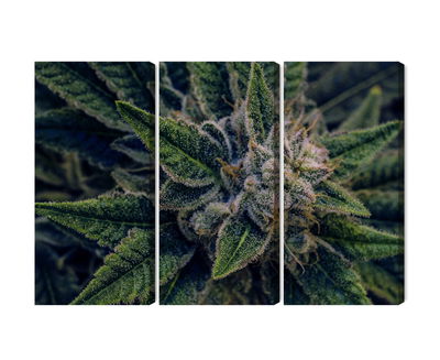 Ljuddämpande tavla - Cannabis plant close up