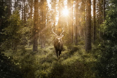 Ljuddämpande tavla - Deer and the sun's rays