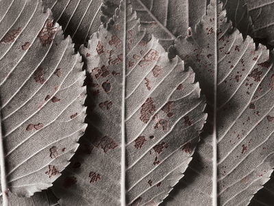 Ljuddämpande tavla - Gray leaves on a macro scale