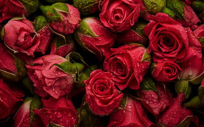 Ljuddämpande tavla - Roses with water drops