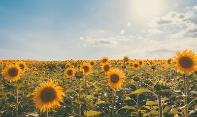 Ljuddämpande tavla - Sunflower field on a summer