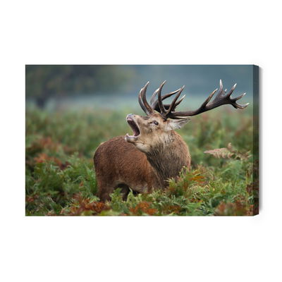 Ljuddämpande tavla - Adult deer in the rut