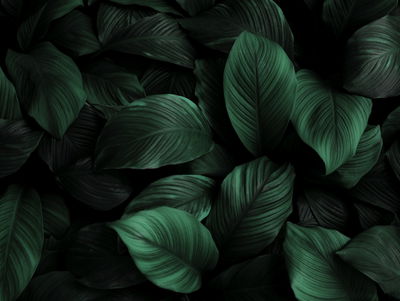 Ljuddämpande tavla - Green leaves on a macro scale