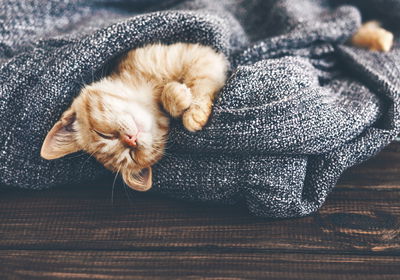 Ljuddämpande tavla - Sleeping ginger kitten