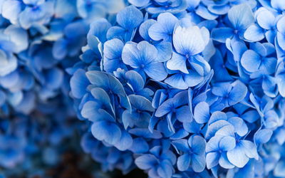 Ljuddämpande tavla - Blue hydrangea flowers close