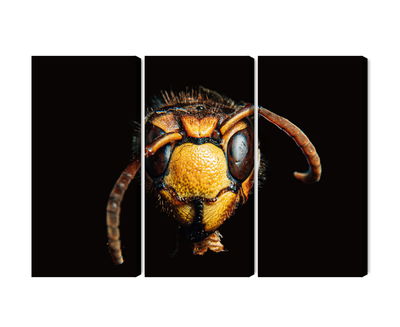 Ljuddämpande tavla - Hornet on a macro scale