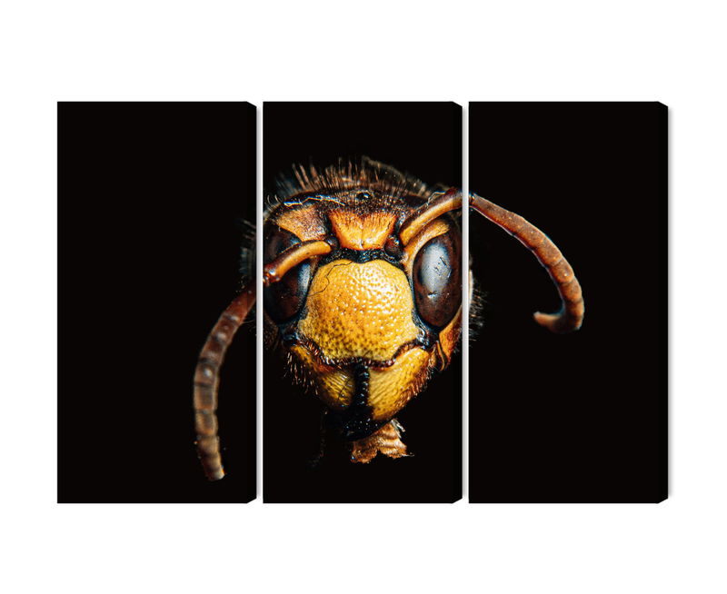 Ljuddämpande tavla - Hornet on a macro scale