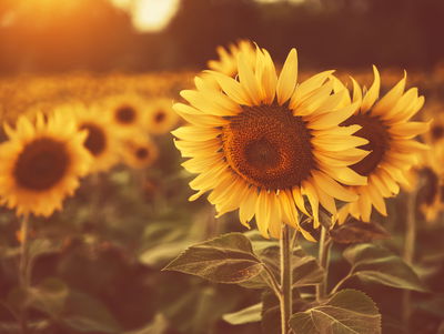 Ljuddämpande tavla - A field of sunflowers