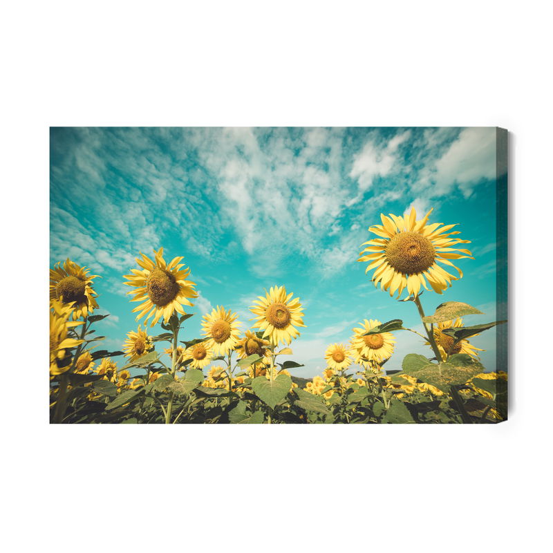 Ljuddämpande tavla - Sunflower field against