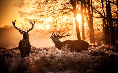 Ljuddämpande tavla - Two deer in the forest