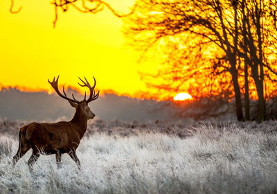 Ljuddämpande tavla - A deer on the background