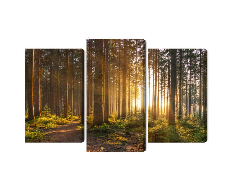 Ljuddämpande tavla - Sunset in the forest