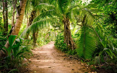 Ljuddämpande tavla - Path in a tropical 3d forest