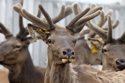 Ljuddämpande tavla - A herd of reindeer