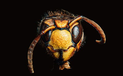 Ljuddämpande tavla - Hornet on a macro scale