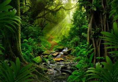 Ljuddämpande tavla - 3d rainforest