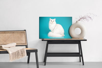 Ljuddämpande tavla - White cat on a blue