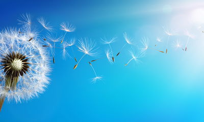 Ljuddämpande tavla - Dandelion with flying seeds