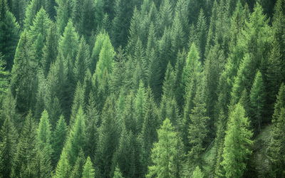 Ljuddämpande tavla - 3d green forest view